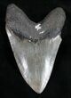Bargain Megalodon Tooth - Georgia #11039-2